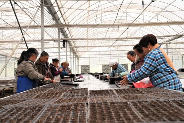 思南县全面启动1.2万亩商品冬瓜、南瓜育苗工作
