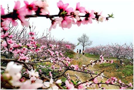 广西都庞岭下“花海”溢春芳