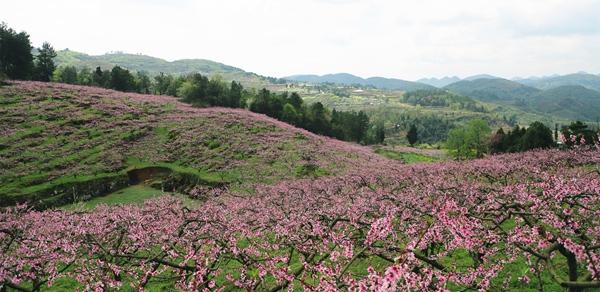 贵州金沙：桃花盛开春意浓 桃花为媒铺新路