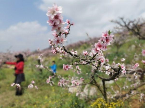 黔西南州十里“桃花谷”，桃花开了