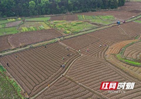 新田：春耕种烟用工忙 村民实现“两头甜”