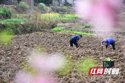 新田：春耕种烟用工忙 村民实现“两头甜”