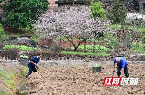 新田：春耕种烟用工忙 村民实现“两头甜”