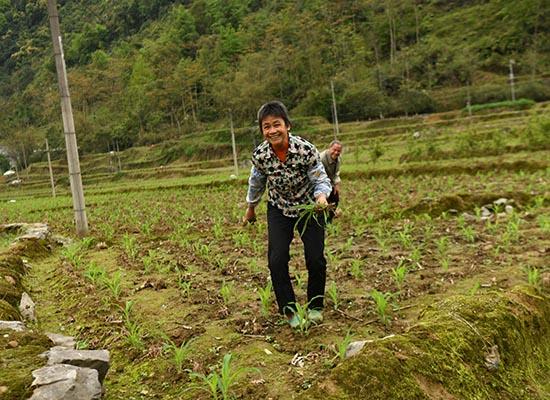 大化：科学种植推进绿色玉米高质高效生产