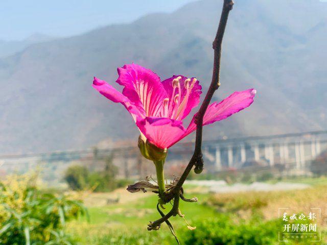 【赏春地图】保山芒宽：白花盛开，拾花酿春