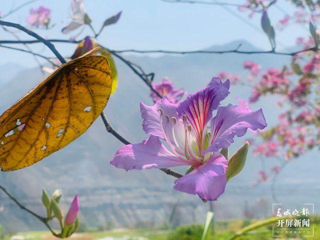 【赏春地图】保山芒宽：白花盛开，拾花酿春