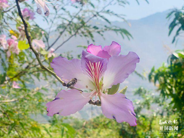 【赏春地图】保山芒宽：白花盛开，拾花酿春