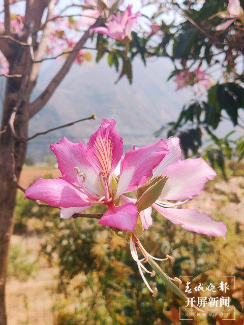 【赏春地图】保山芒宽：白花盛开，拾花酿春