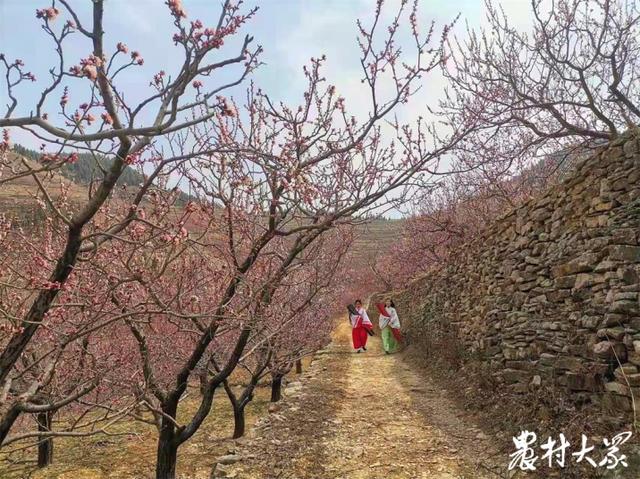 从培育推广品种到输出技术团队，小山村成“珍珠油杏第一村”