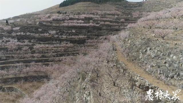 从培育推广品种到输出技术团队，小山村成“珍珠油杏第一村”