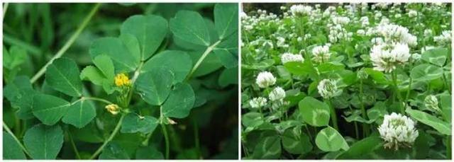 买不到菜，小区野菜挖起来？植物专家：切莫擅自挖野菜，小心中毒