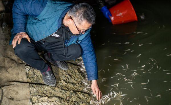 5万尾刀鱼来到青浦，将成水产养殖新名片