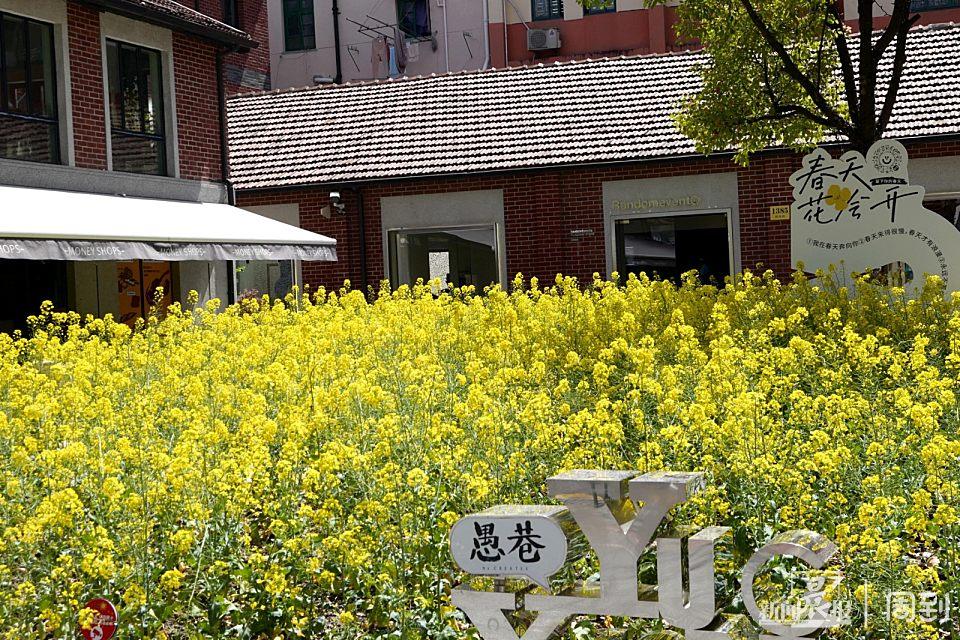 愚园路“愚巷”油菜花开,再等等,待到疫情散去,我们尽情赏春 | 晨镜头