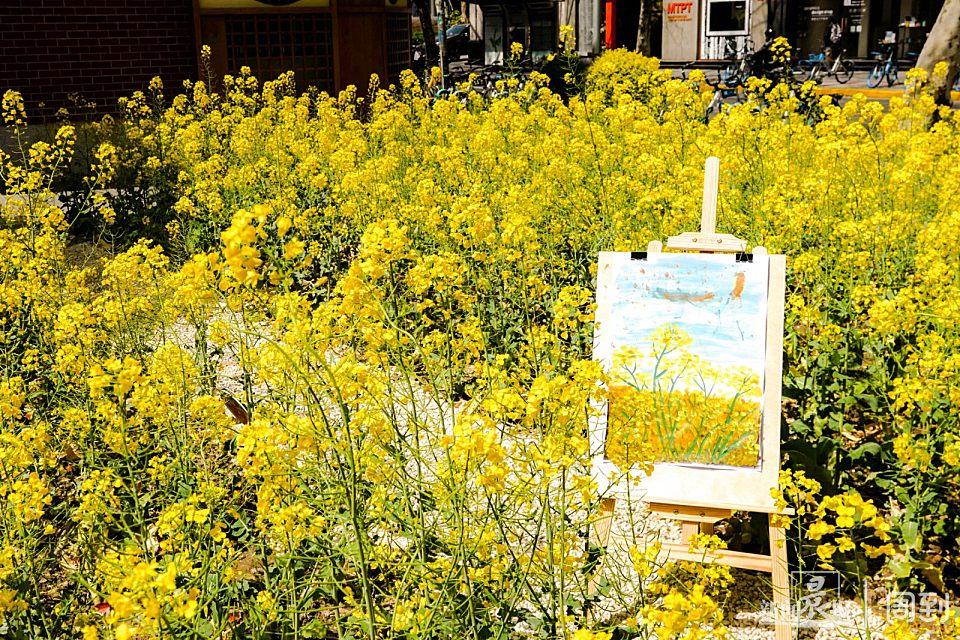 愚园路“愚巷”油菜花开,再等等,待到疫情散去,我们尽情赏春 | 晨镜头