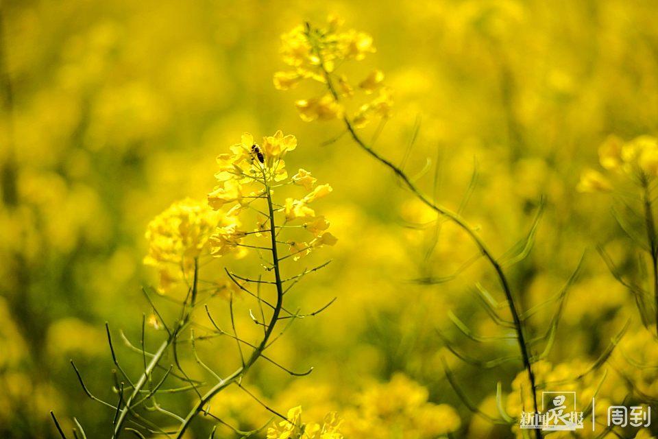 愚园路“愚巷”油菜花开,再等等,待到疫情散去,我们尽情赏春 | 晨镜头