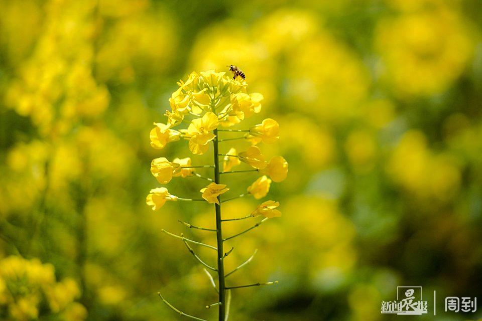 愚园路“愚巷”油菜花开,再等等,待到疫情散去,我们尽情赏春 | 晨镜头