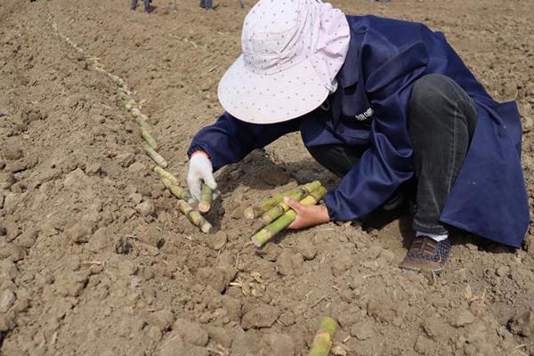 固镇：50亩甘蔗林让农民生活更“甜”蜜