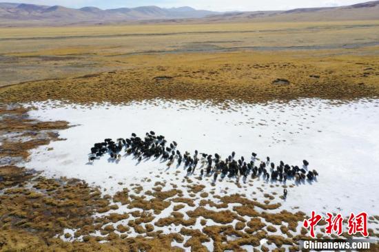 青海治多生态牧场助牧民增收