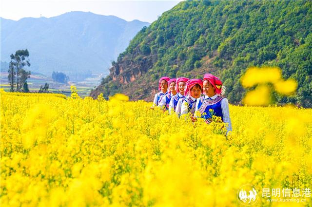 晋宁区千亩油菜花开成海