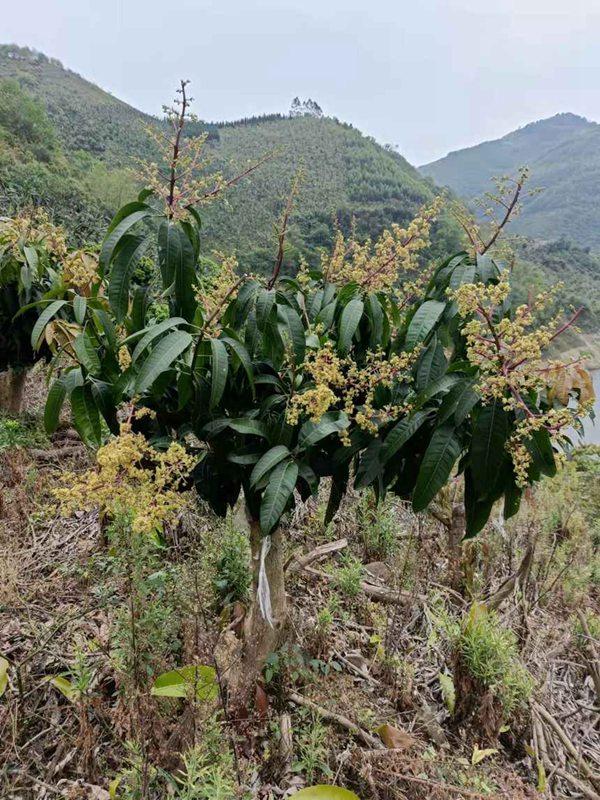 望谟县油迈乡：念好芒果“管护经”