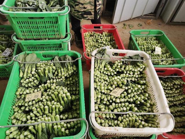 河南唐河县供港蔬菜小产业 助推乡村全面振兴