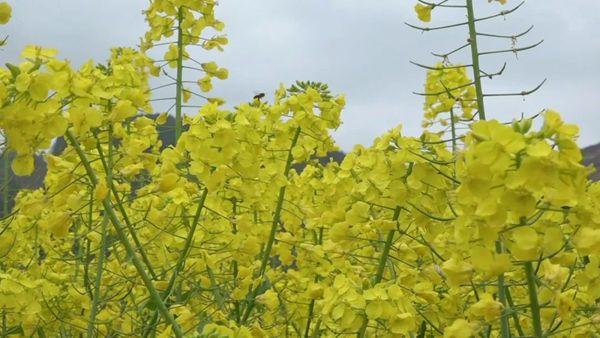 贵州桐梓：百花“酿”出致富“蜜”