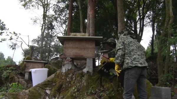 贵州桐梓：百花“酿”出致富“蜜”