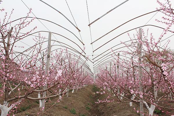 安徽凤台：小小枣蜜桃 兴村乐农户