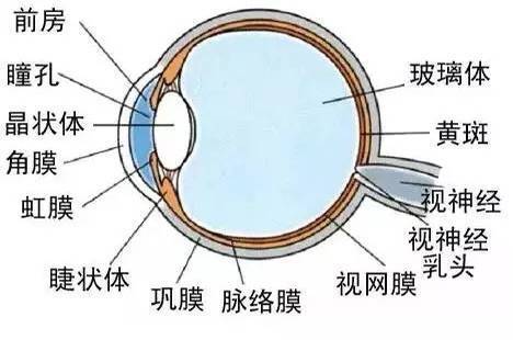 &quot;望眼欲穿&quot;盼解封，用眼过度吃点什么食补下？