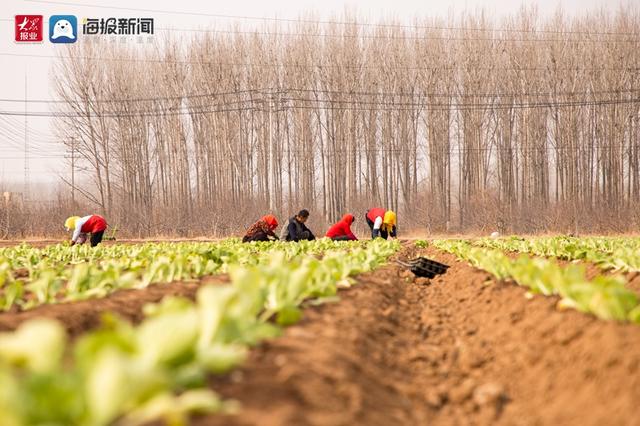 胶州市：白菜秧苗嫩又壮 田间地头春耕忙