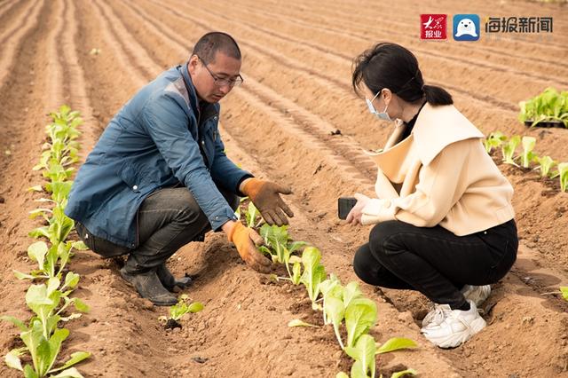 胶州市：白菜秧苗嫩又壮 田间地头春耕忙