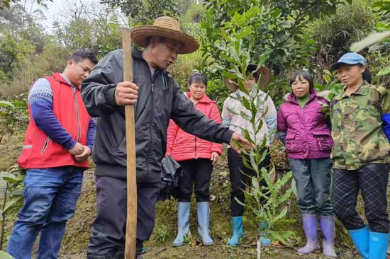 大新县福隆乡：党建引领助春耕 乡村振兴添动力