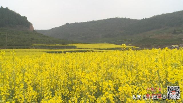 十堰“倒春寒”致高山地区多种农作物受冻害