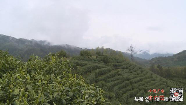 十堰“倒春寒”致高山地区多种农作物受冻害