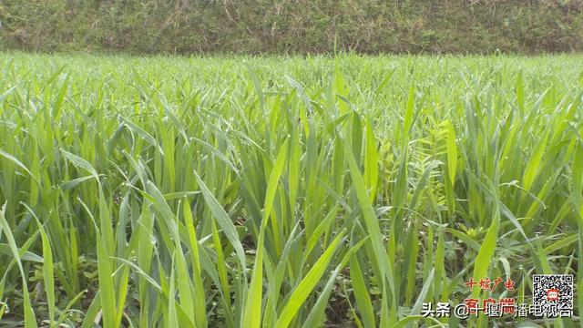 十堰“倒春寒”致高山地区多种农作物受冻害