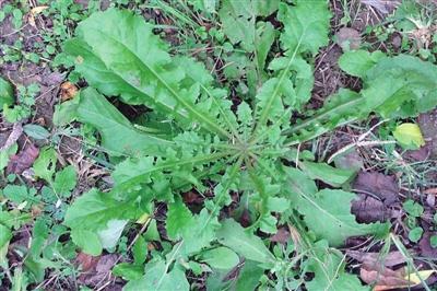 原来它是野菜中的“灵丹草”