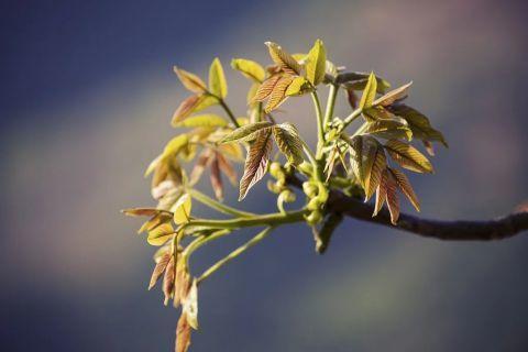 春天必吃的5种春菜，每种都是不一样的“补”！防病强身两不误，错过再等一年～