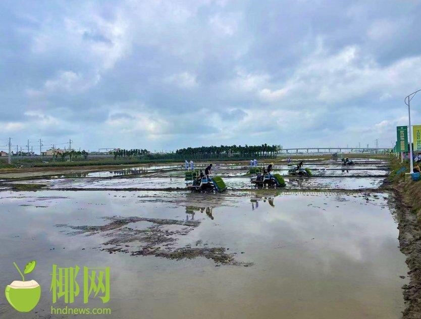 三亚崖州区集中开耕种植千余亩水稻