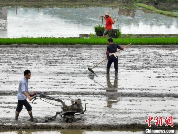 广西梧州开启春季水稻耕作