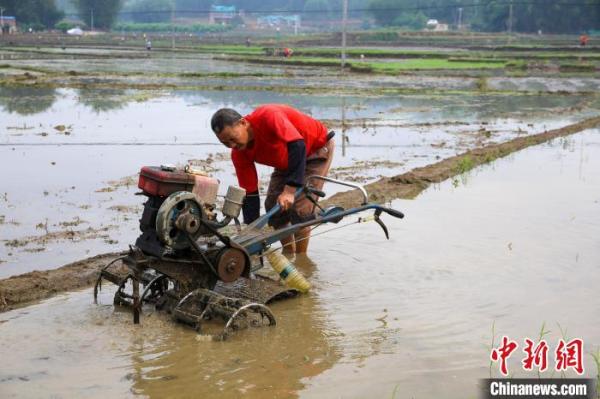 广西梧州开启春季水稻耕作