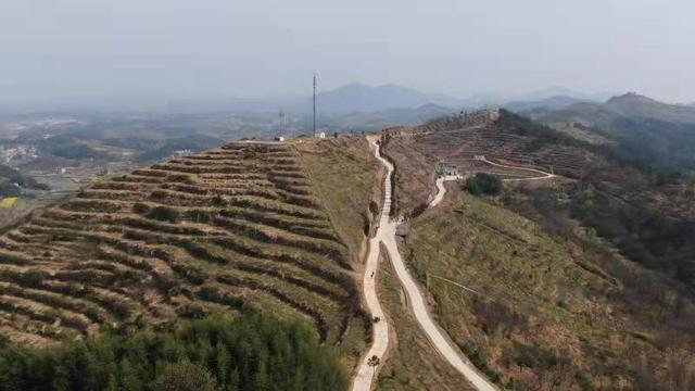 浠水关口镇引进“龙头”壮大油茶产业