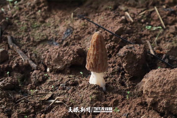 毕节威宁：田间地头 一路农耕一路歌