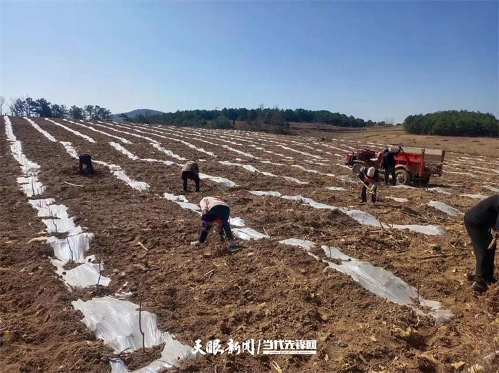 毕节威宁：田间地头 一路农耕一路歌