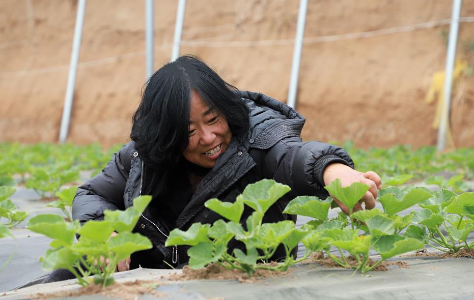 怀仁市：春耕正当时 播种新希望