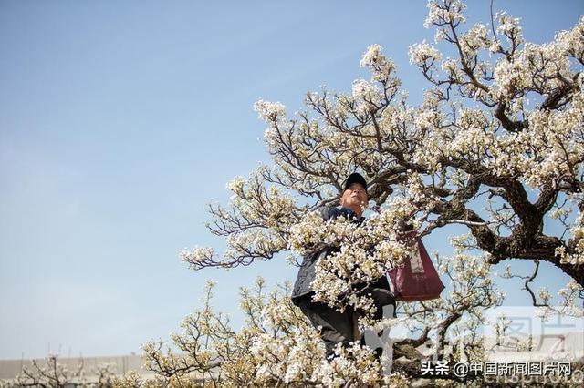 山东滕州：梨花争艳培粉忙