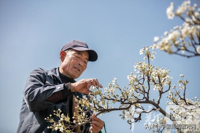 山东滕州：梨花争艳培粉忙