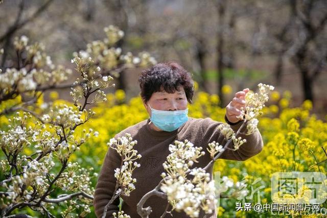 山东滕州：梨花争艳培粉忙