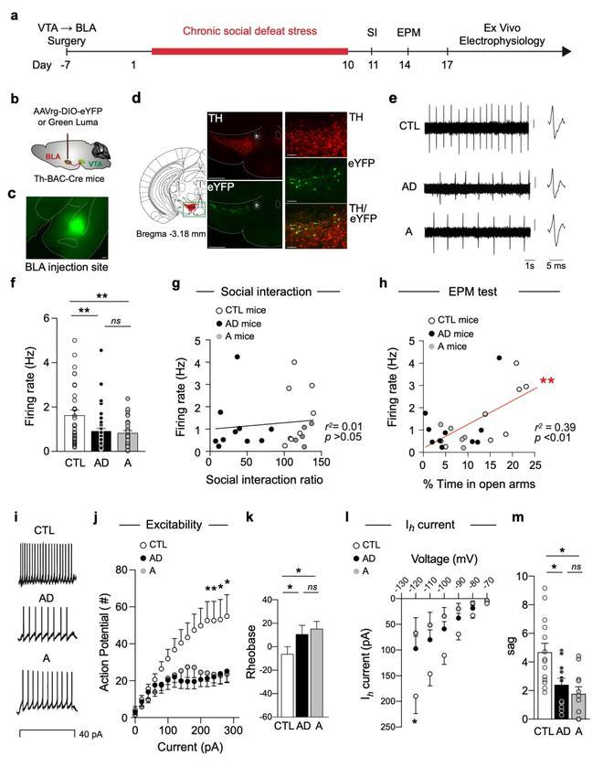 Nature子刊：韩明虎团队揭示VTA-BLA投射神经元编码焦虑行为而非抑郁行为