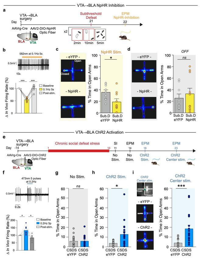 Nature子刊：韩明虎团队揭示VTA-BLA投射神经元编码焦虑行为而非抑郁行为