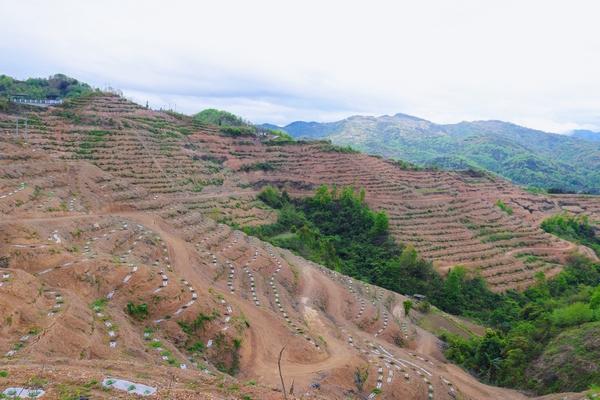 罗甸县：脐橙基地套种蜜本南瓜 开启“一地两用”乡村振兴路